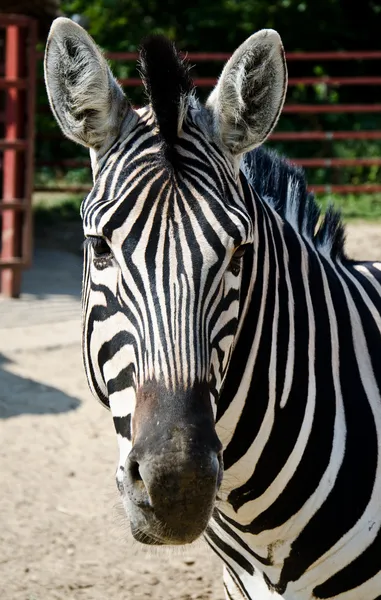 Grappige zebra — Stockfoto