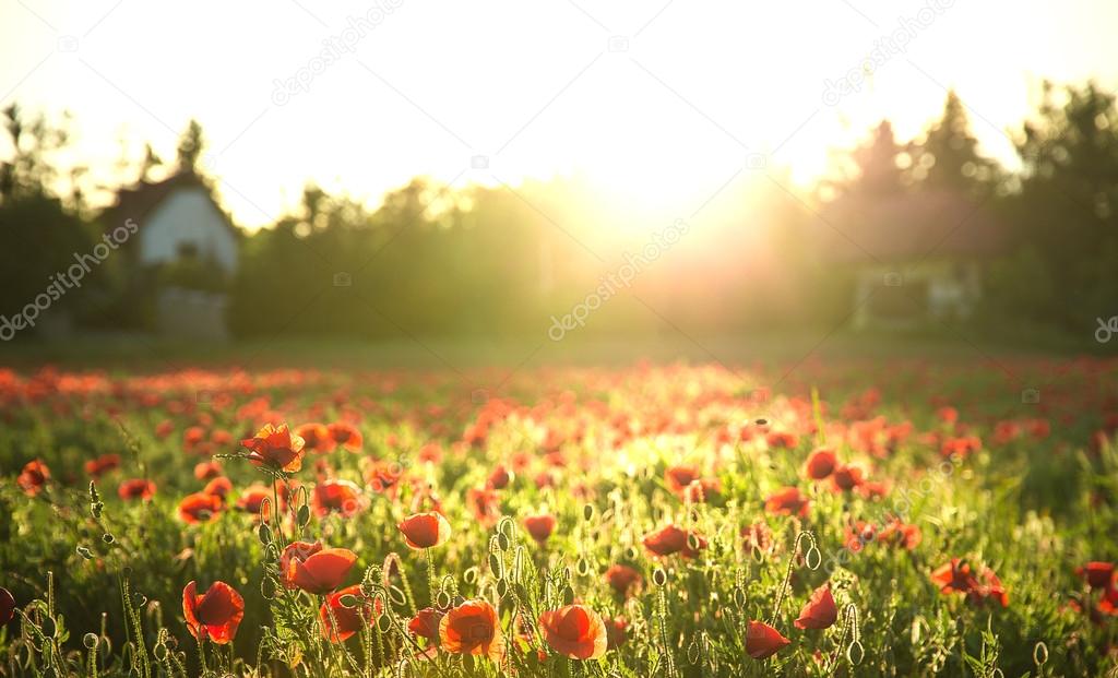 Poppy field