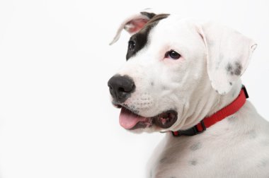 White dog with red collar clipart