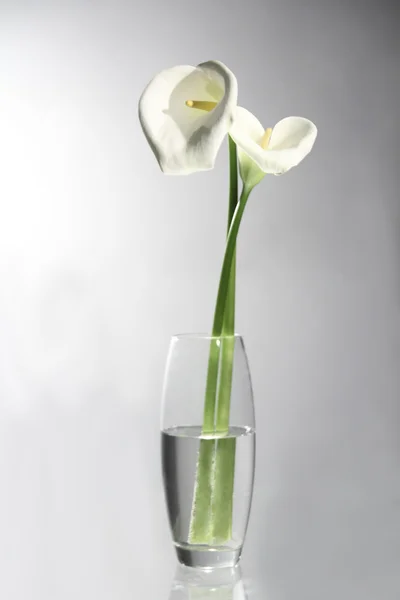 花瓶のオランダカイウユリ ストック写真