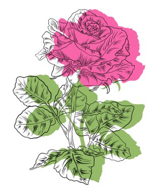 Yeşil yapraklarla çizilmiş yumuşak pembe gül..