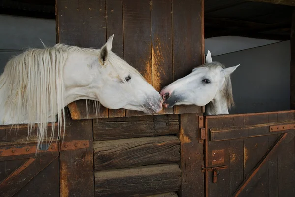 Dois cavalos beijando Fotografia De Stock