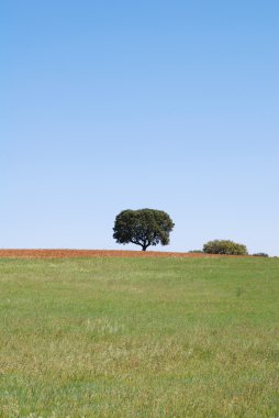 ağaç tepe üzerinde
