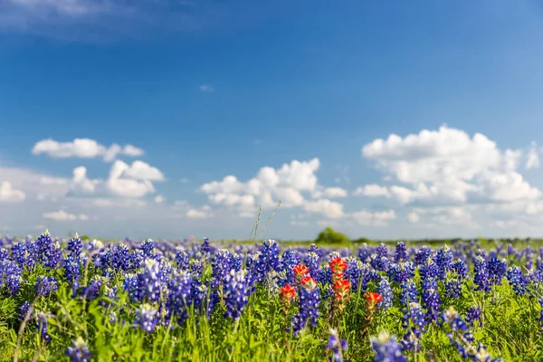 Bluebonnet Indiaanse Penseel Ingediend Blauwe Lucht — Stockfoto