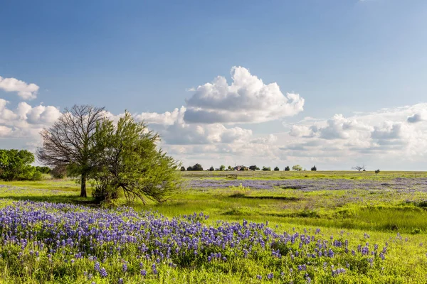 Teksas Bluebonnet 'i dolduruldu ve Ennis' te mavi gökyüzü.