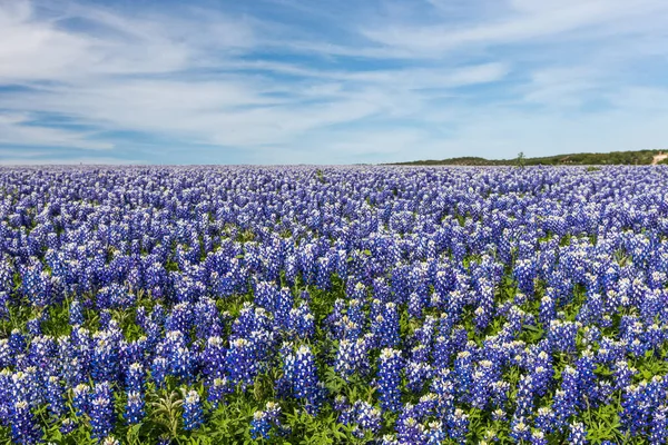 Texas Bluebonnet dosyası ve Muleshoe Virajı, Austin 'de mavi gökyüzü arka planı