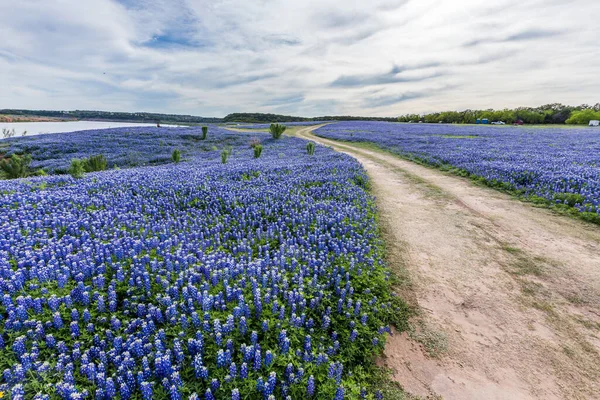 Texas Vahşi Bluebonnet, Austin yakınlarındaki Muleshoe Virajında sergileniyor..