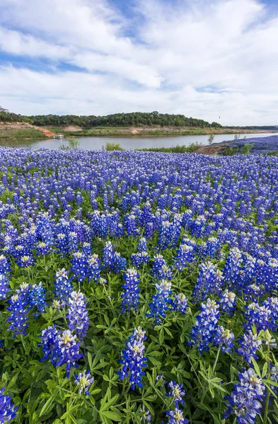 Close Texas Bluebonnet Ingediend Austin — Stockfoto