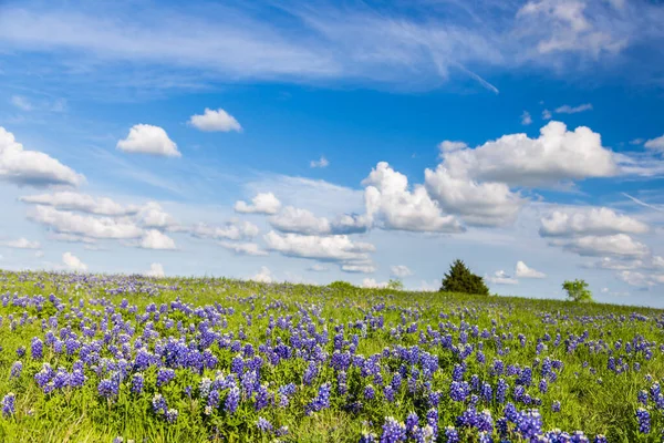 Texas Bluebonnet Filed Blue Sky Stock Photo