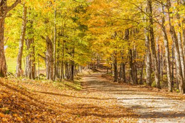 Sonbaharda kır yolu, Vermont