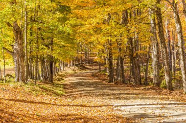 Sonbaharda kır yolu, Vermont