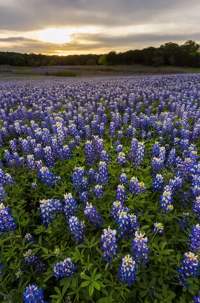 Mooie Bluebonnets Veld Bij Zonsondergang Bij Austin Texas — Stockfoto