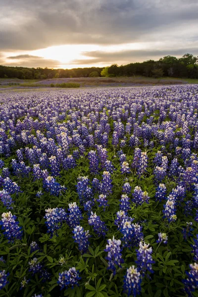 Belo Campo Bluebonnets Pôr Sol Perto Austin Texas — Fotografia de Stock