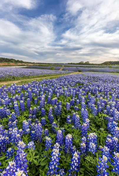 Groot Texas Bluebonnet Veld Austin — Stockfoto