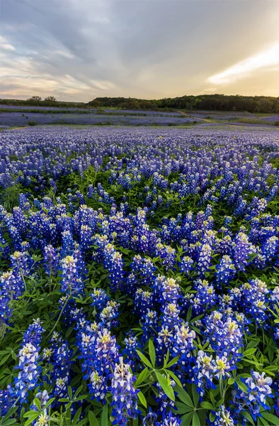 Mooie Bluebonnets Veld Bij Zonsondergang Bij Austin Texas — Stockfoto