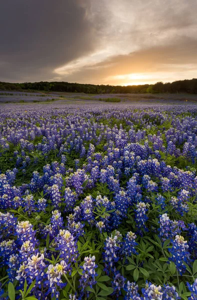 Mooie Bluebonnets Veld Bij Zonsondergang Bij Austin Texas Het Voorjaar — Stockfoto