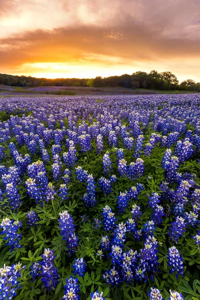 Mooie Bluebonnets Veld Bij Zonsondergang Bij Austin Texas Het Voorjaar — Stockfoto