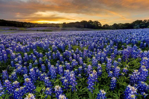 Baharda Austin, Teksas yakınlarında gün batımında güzel Bluebonnet tarlası.