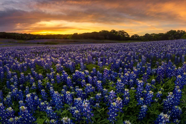 Mooi Texas Bluebonnet Veld Bij Muleshoe Bend Recreation Area Nabij — Stockfoto