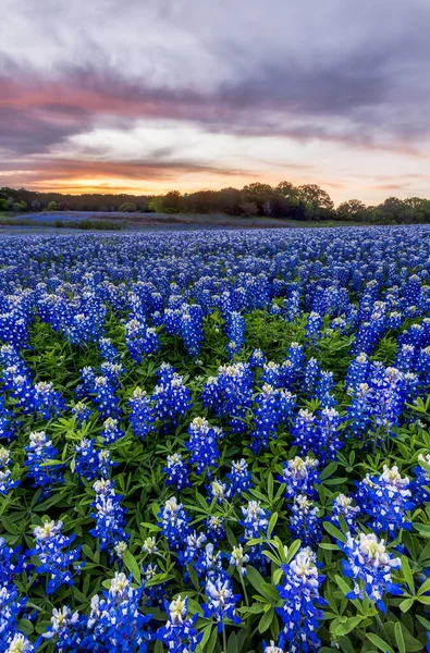 Belo Campo Bluebonnets Pôr Sol Perto Austin Texas Primavera — Fotografia de Stock