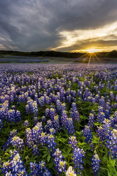 Gyönyörű Bluebonnet Mező Naplementekor Austin Közelében Texasban Stock Fotó