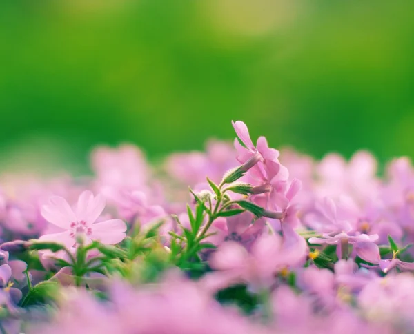 Delicati fiori rosa — Foto Stock