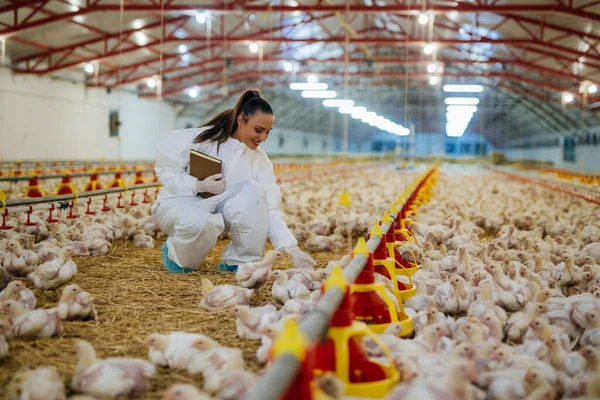 Veterinario Que Trabaja Granja Pollos — Foto de Stock