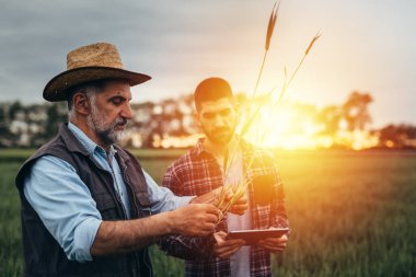 Buğday tarlasında çiftçiler konuşuyor.