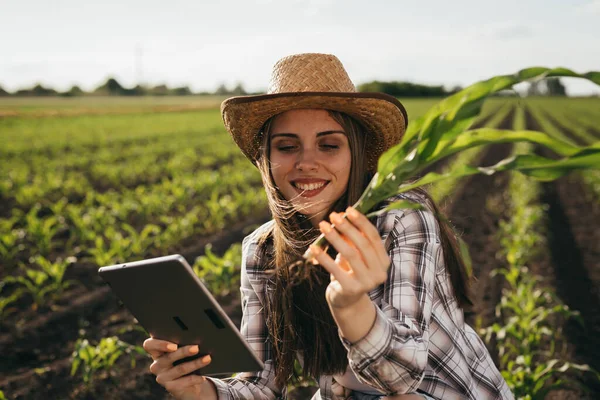 Kobieta Badania Roślin Kukurydzy Zewnątrz Polu — Zdjęcie stockowe