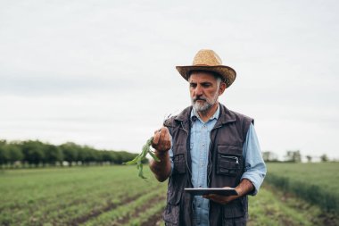 Kıdemli çiftçi tarladaki mısır fabrikasını teftiş ediyor