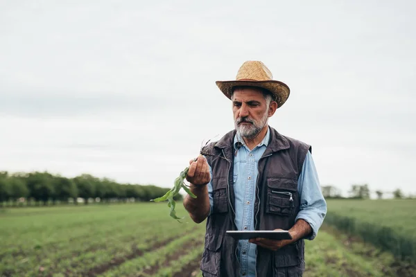 Agricultor Sênior Inspecionando Planta Milho Campo — Fotografia de Stock