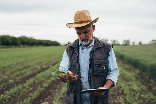 Agricultor Sênior Inspecionando Planta Milho Campo — Fotografia de Stock