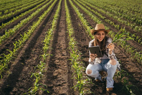 Kobieta Rolnik Badania Roślin Kukurydzy Zewnątrz — Zdjęcie stockowe