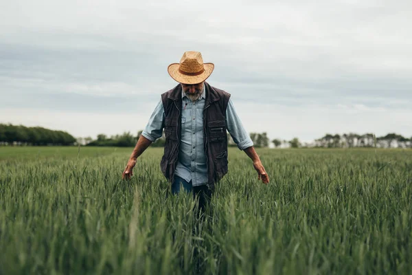 Farmář Procházející Pšeničným Polem Dotýkající Rostliny — Stock fotografie