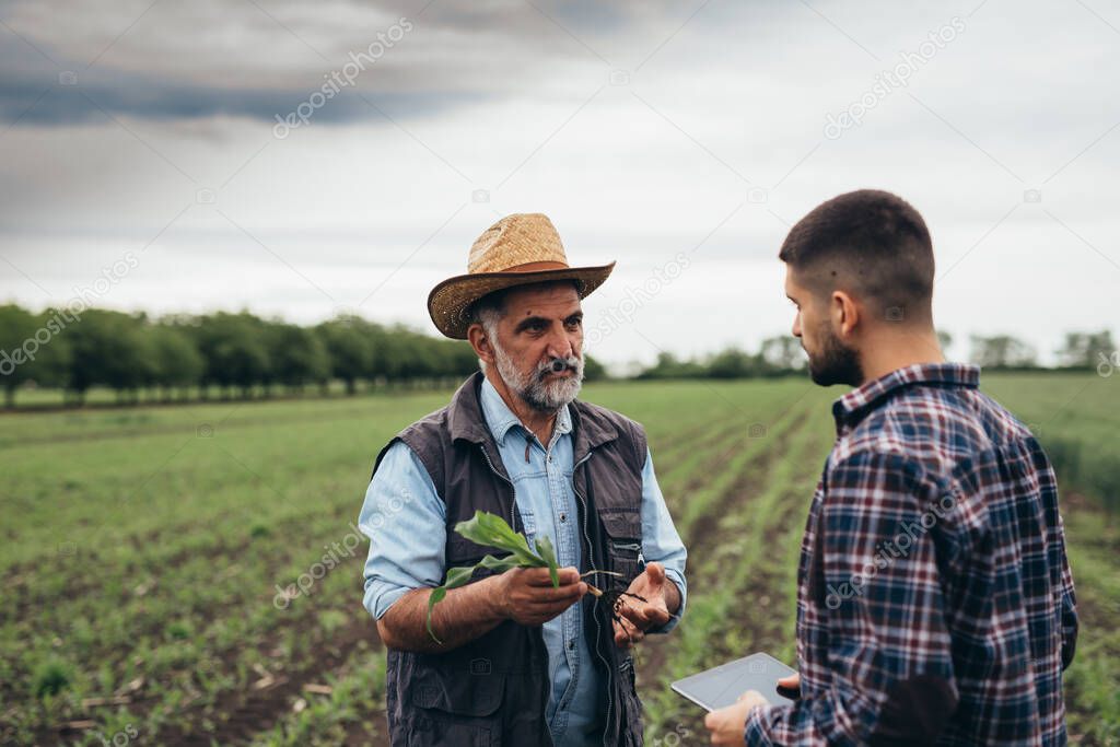 farmers talking on corn field