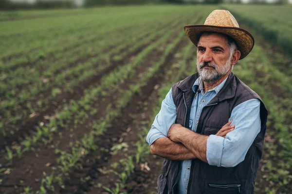 Senior Landbouwer Poseert Het Veld — Stockfoto