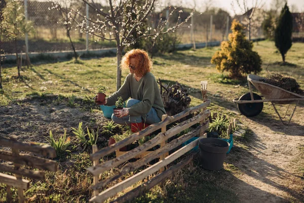 Kvinna Som Odlar Ekologiska Grönsaker Sin Trädgård — Stockfoto