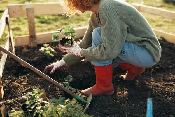 Žena Výsadba Zeleniny Zahradě — Stock fotografie