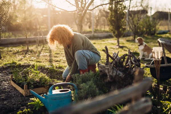 Женщина Сажает Овощи Своем Саду — стоковое фото