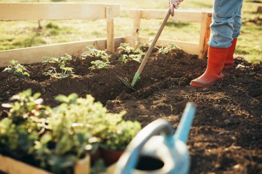 Kadın arka bahçesinde sebze ve ot ekerek eğleniyor.