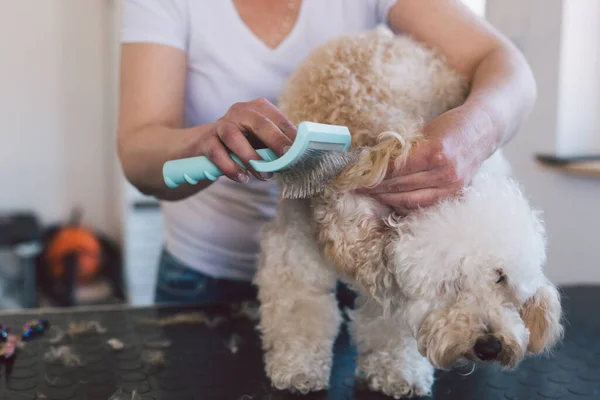 woman brushing the dog in her grooming salon