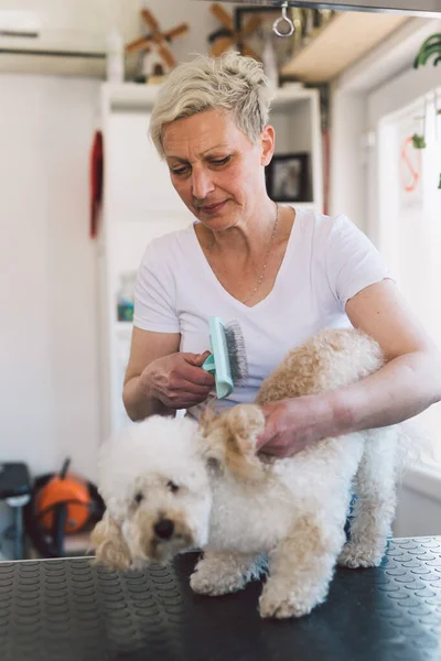 Vrouw Borstelen Hond Haar Grooming Salon — Stockfoto