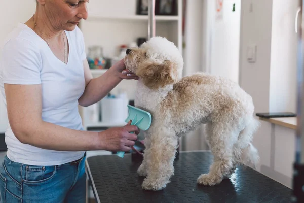 woman brushing the dog in her grooming salon