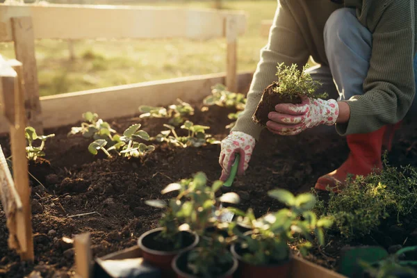 Kvinna Njuter Tid Sin Bakgård Plantera Grönsaker Och Örter — Stockfoto