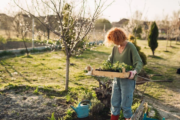 Žena Těší Čas Svém Dvoře Výsadba Zeleniny Bylin — Stock fotografie