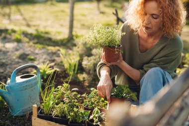 Bahçesinde sebze ve ot yetiştiren bir kadın.