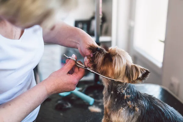 Vrouw Werken Haar Grooming Hond Salon — Stockfoto