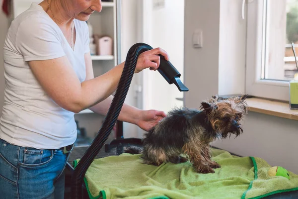 woman working in her grooming dog salon