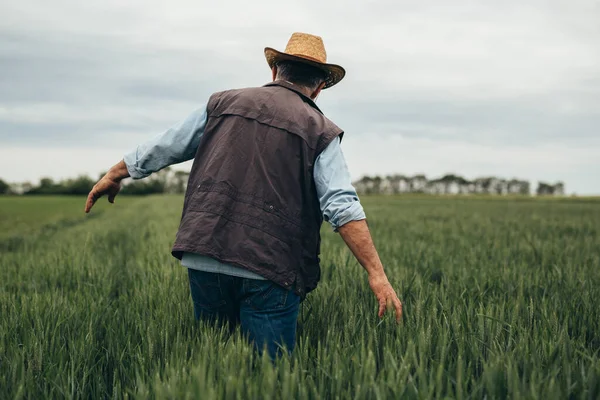 Starší Muž Procházející Pšeničným Polem Dotýkající Pšenice — Stock fotografie