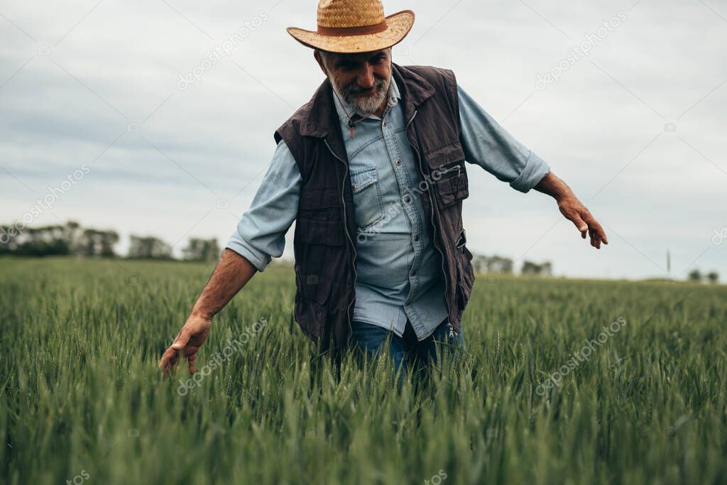 senior man walking through wheat field and touching wheat